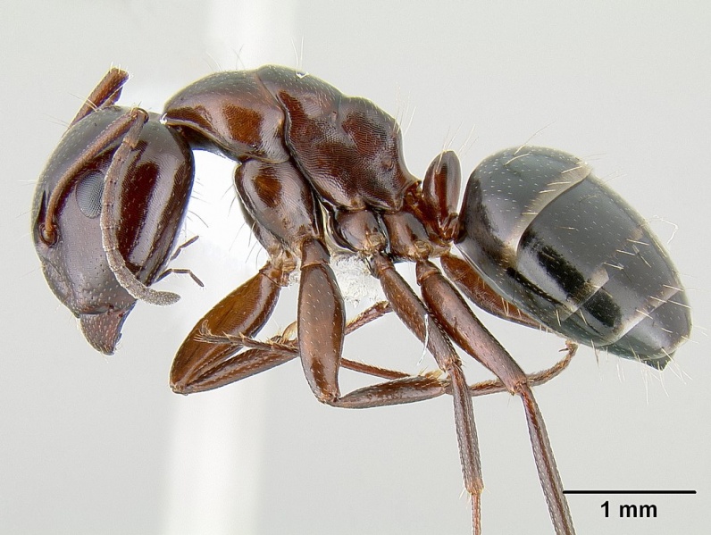 File:Camponotus hyatti casent0106032 profile 1.jpg