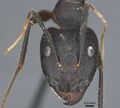 Camponotus riedeli casent0917222 h 2 high.jpg