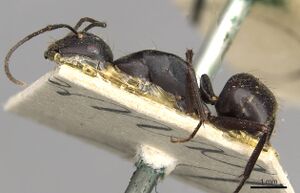 Camponotus socrates casent0910264 p 1 high.jpg