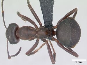 Formica pratensis - Wikipedia