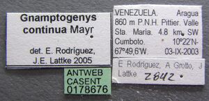 Gnamptogenys continua casent0178676 label 1.jpg