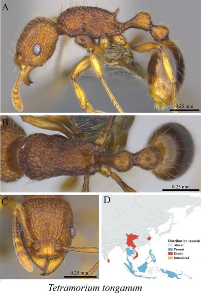 File:Liu, C. et al. 2020. Ants of the Hengduan Mountains, Figure 109, Tetramorium tonganum.jpg