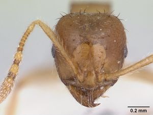 Lophomyrmex bedoti casent0178542 head 1.jpg