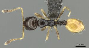 Monomorium mirandum casent0235526 d 1 high.jpg