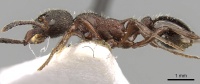 Myrmica kurokii P casent0280829.jpg