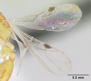 Nesomyrmex madecassus casent0421406 profile 2.jpg