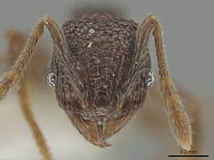 Pheidole hansoni CASENT0646368 h.jpg