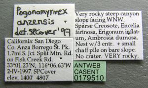 Pogonomyrmex anzensis casent0179510 label 1.jpg