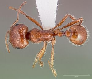 Pogonomyrmex californicus casent0005710 dorsal 1.jpg