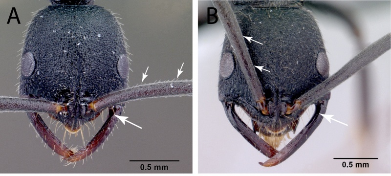 File:Rakotonirina and Fisher 2014 Fig. 57.jpg