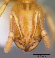 Solenopsis globularia casent0104814 head 1.jpg