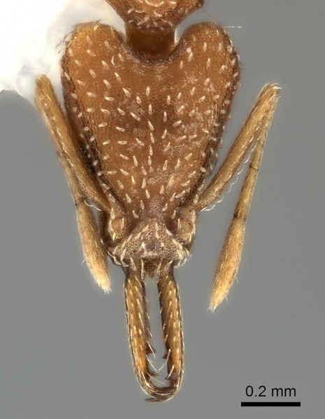 File:Strumigenys tococae casent0217958 h 1 high.jpg