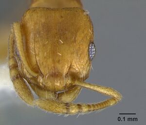 Tetramorium caldarium casent0105867 head 1.jpg