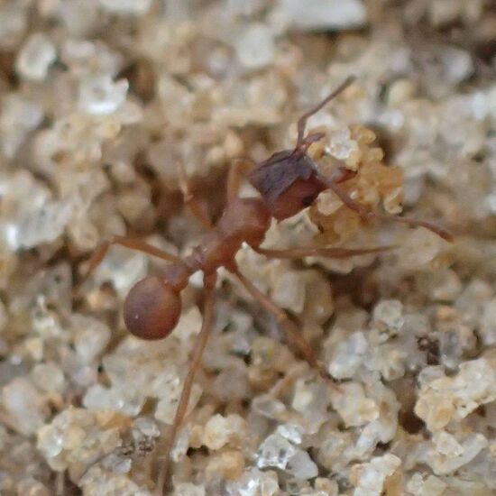 Trachymyrmex septentrionalis - AntWiki