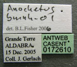 Anochetus pattersoni casent0172610 label 1.jpg