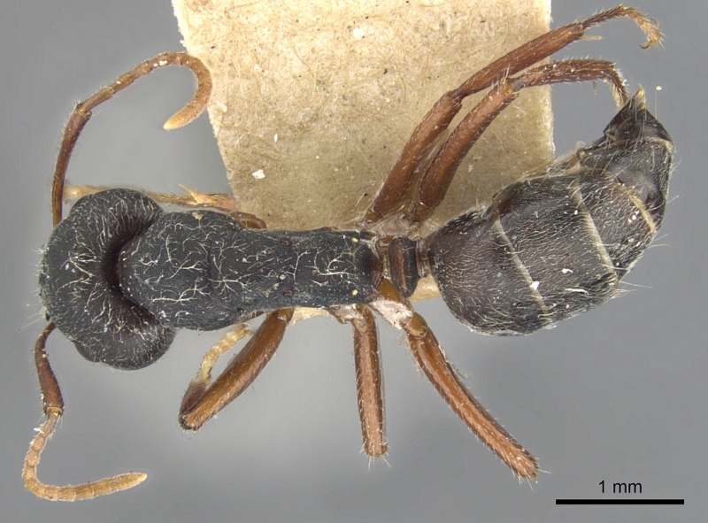 File:Camponotus capperi casent0903613 d 1 high.jpg