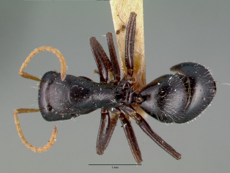 File:Camponotus mina castype00596 dorsal 1.jpg