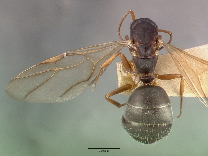 File:Camponotus planus castype00460-03 dorsal 1.jpg