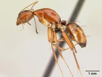 Camponotus raina Holotype worker casent0499051 p.jpg