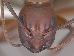 Camponotus schaefferi casent0102811 head 1.jpg