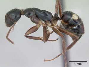 Camponotus sexguttatus casent0173452 profile 1.jpg