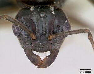 Lasius umbratus casent0173145 head 1.jpg