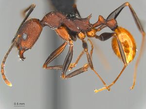 MCZ ENT Aphaenogaster-lamellidens hal.jpg