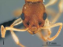 Nesomyrmex antoinetteae H.jpg