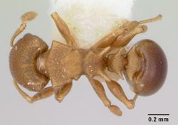 Nesomyrmex cataulacoides casent0172593 dorsal 1.jpg