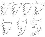 Mandibles of Octostruma workers. Drawings are not to scale. A. O. triangulabrum, O. wheeleri, O. triquetrilabrum. B. O. cyrtinotum, O. gymnosoma, O. montanis, O. planities, O. schusteri. C. O. iheringi. D. O. balzanicomplex: O. amrishi, O. balzani, O. batesi, O. betschi, O. gymnogon, O. lutzi, O. megabalzani, O. stenognatha, O. trithrix. E. O. excertirugis, O. obtusidens. F. O. rugiferoides. G. O. ascrobis, O. convallis.