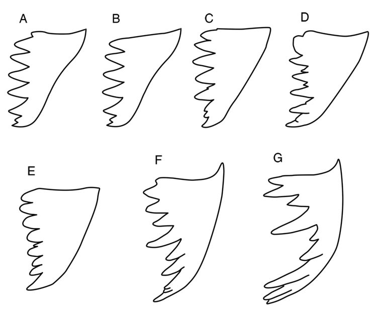 Key to Octostruma species - AntWiki