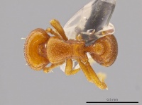 Octostruma ascrobicula D mcz-ent00511413.jpg