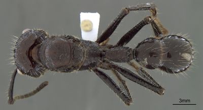 Paraponera Queen D Mônica Antunes Ulysséa.jpg