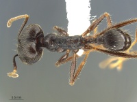 Pheidole-ajax-MCZ001D.jpg