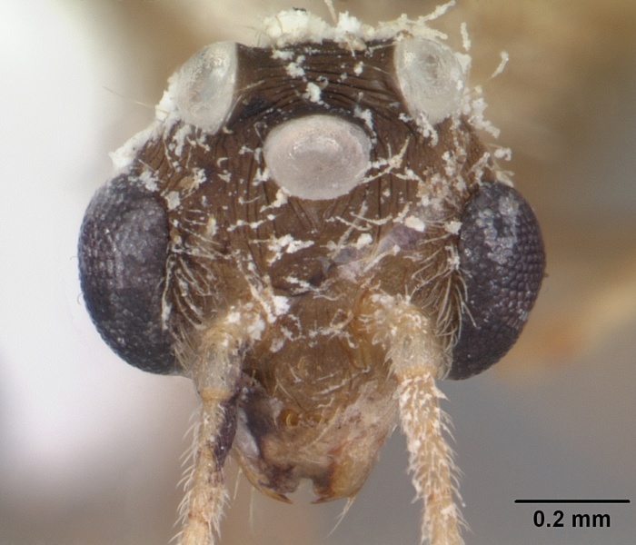 File:Pheidole megacephala casent0104409 head 1.jpg