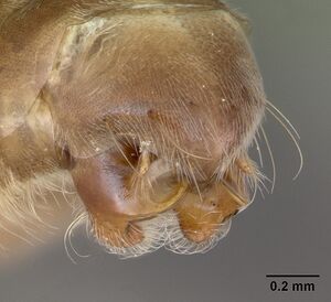 Pseudomyrmex denticollis casent0173749 profile 3.jpg