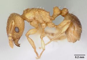 Tetramorium caldarium casent0173287 profile 1.jpg