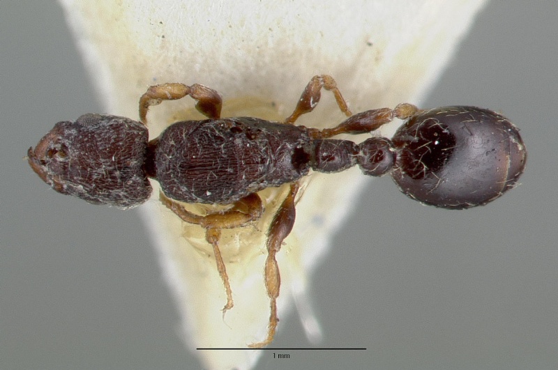 File:Vollenhovia undecimalis castype06950 dorsal 1.jpg