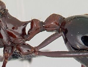 Aphaenogaster swammerdami casent0109760 profile 3.jpg