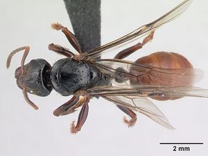 Centromyrmex raptor casent0066882 dorsal 1.jpg