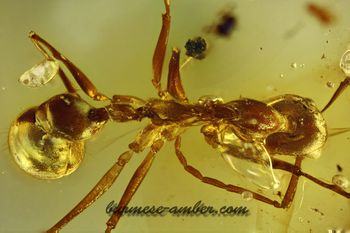 Ceratomyrmex, Burmese-amber.com (2).jpg