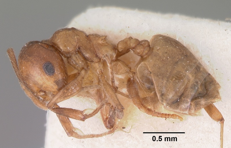 File:Crematogaster sewellii casent0102294 profile 1.jpg