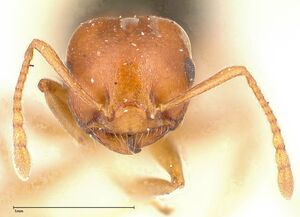 Crematogaster tricolor focol0428-1 h 1 high.jpg