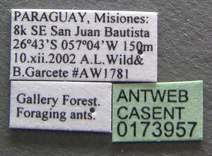 Cyphomyrmex minutus casent0173957 label 1.jpg