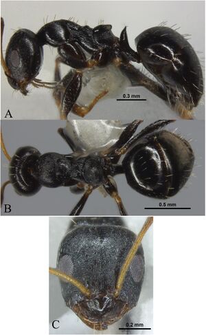 Harshana, A., Dey, D. 2022. Taxonomic studies on the ant genus Lepisiota in India with description of four new species (10.1080@00305316.2022.2125096), Fig. 4.jpg