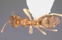 Linepithema cerradense casent0106967 dorsal 1.jpg