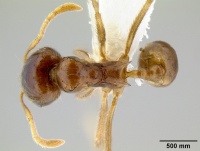 Lophomyrmex ambiguus casent0106225 d 1 high.jpg