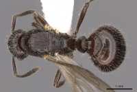 Myrmica ereptrix D casent0900296.jpg