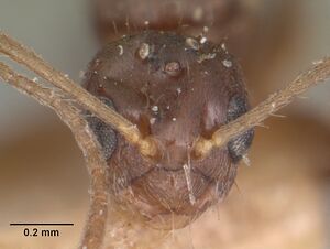 Paratrechina madagascarensis casent0101776 head 1.jpg