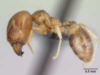 Pheidole decepticon casent0059104 p 1 high.jpg